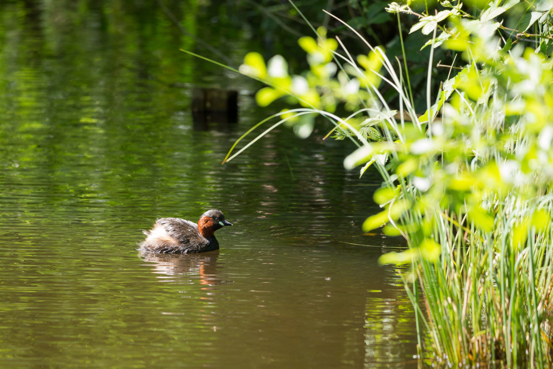 "Little Grebe" by Gordon England - $12.71 "Little Grebe" stock image