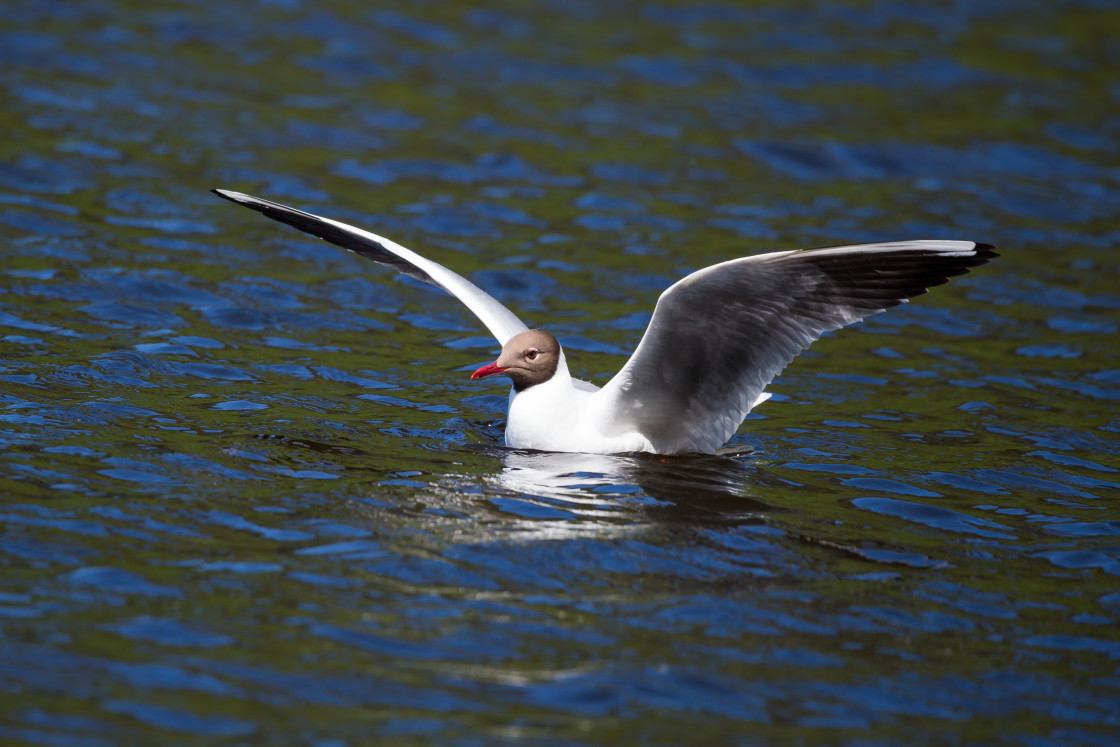 "Black-headed Gull" by Gordon England - $12.55 "Black-headed Gull" stock image