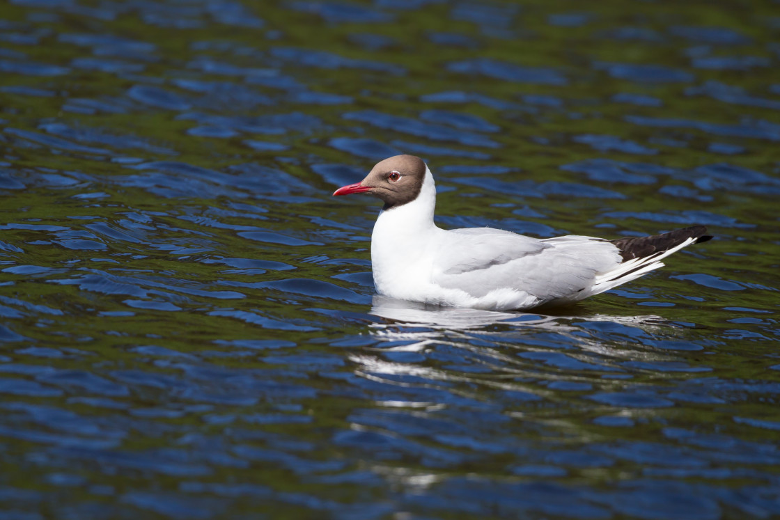 "Black-headed Gull" by Gordon England - $12.70 "Black-headed Gull" stock image
