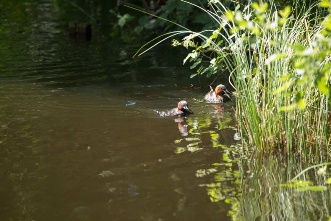 "Little Grebes" by Gordon England - $12.70 "Little Grebes" stock image