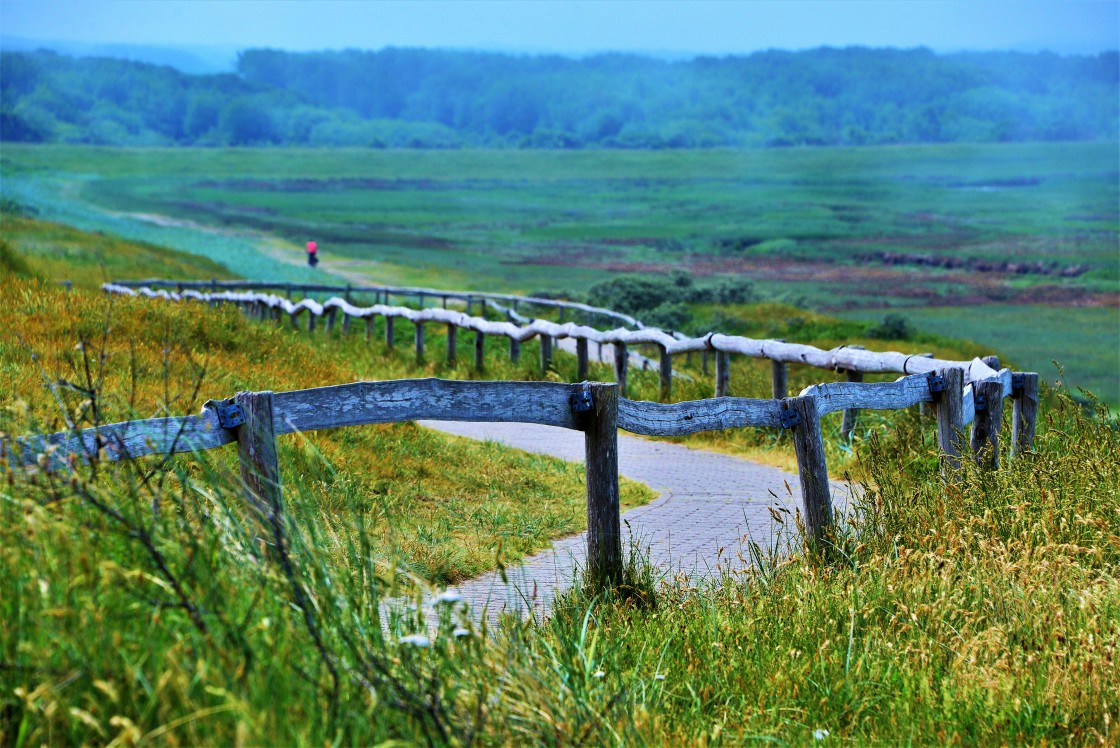 "A lone cyclist on a path through the dunes of Texel, Netherlands" stock image