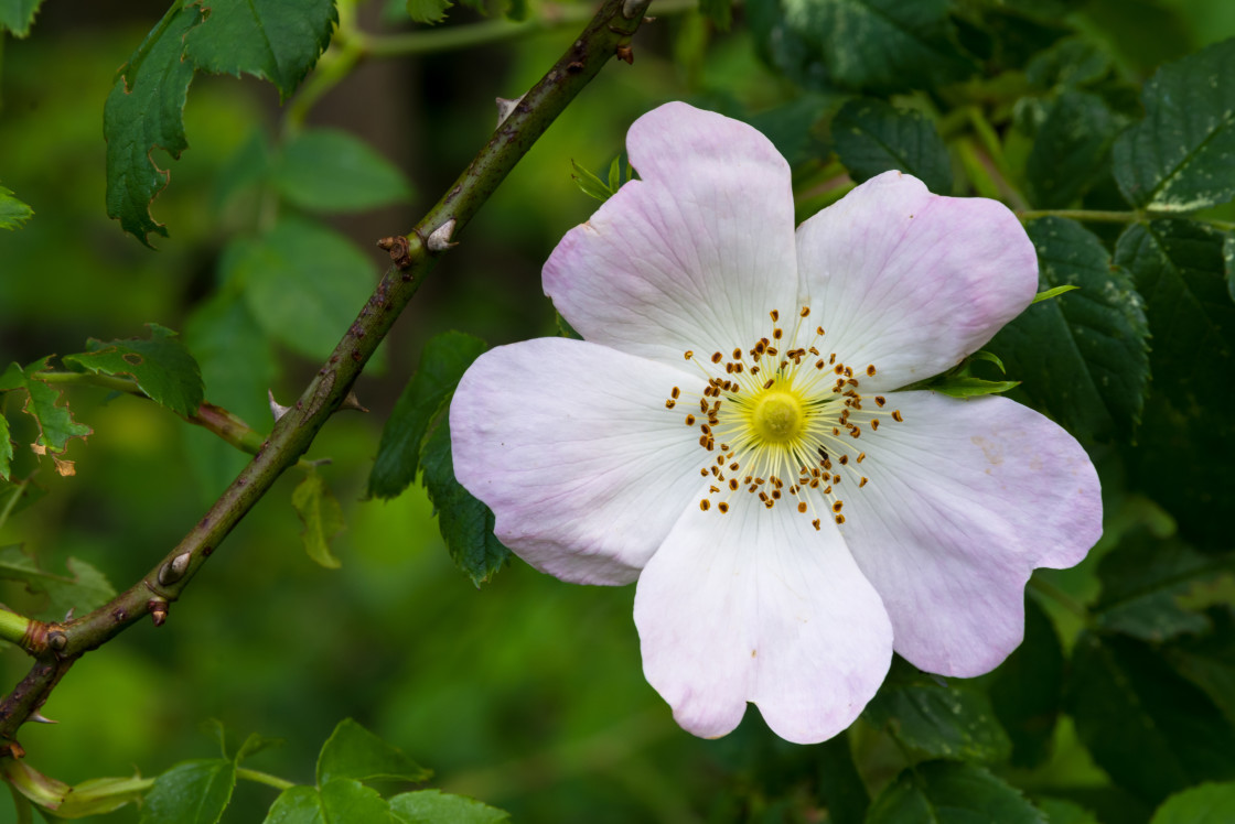 "Dog Rose" by Gordon England - $12.55 "Dog Rose" stock image