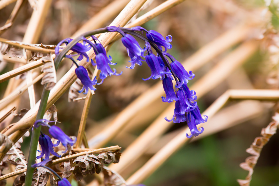 "Bluebell" stock image