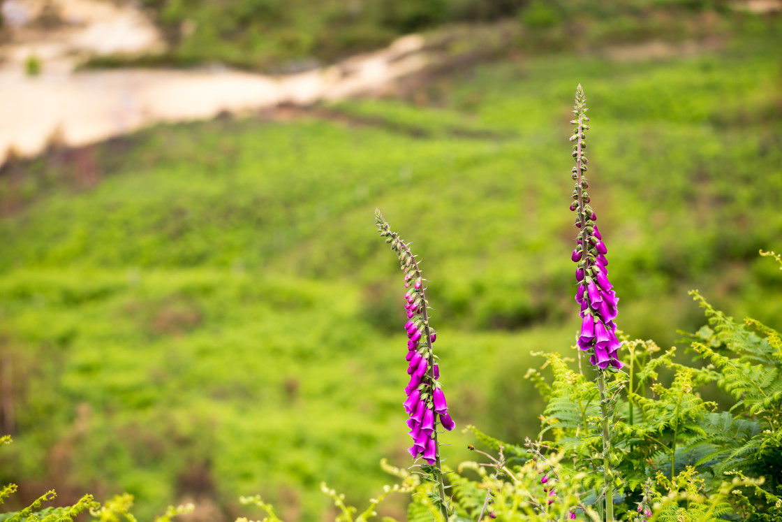 "Foxglove on Hillside" by Gordon England - $12.63 "Foxglove on Hillside" stock image