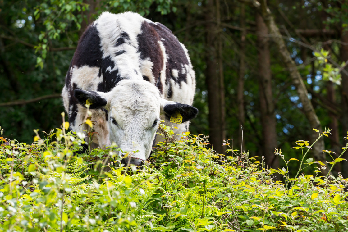 "Conservation Grazing" stock image