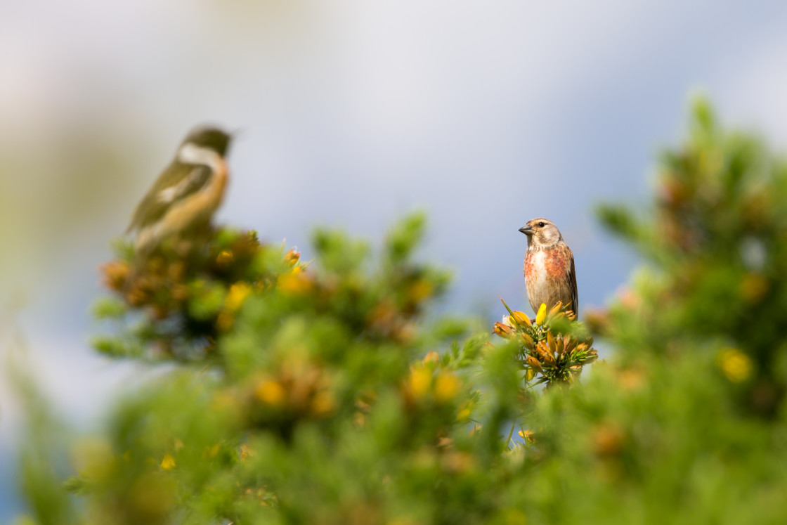 "Male Linnet" stock image