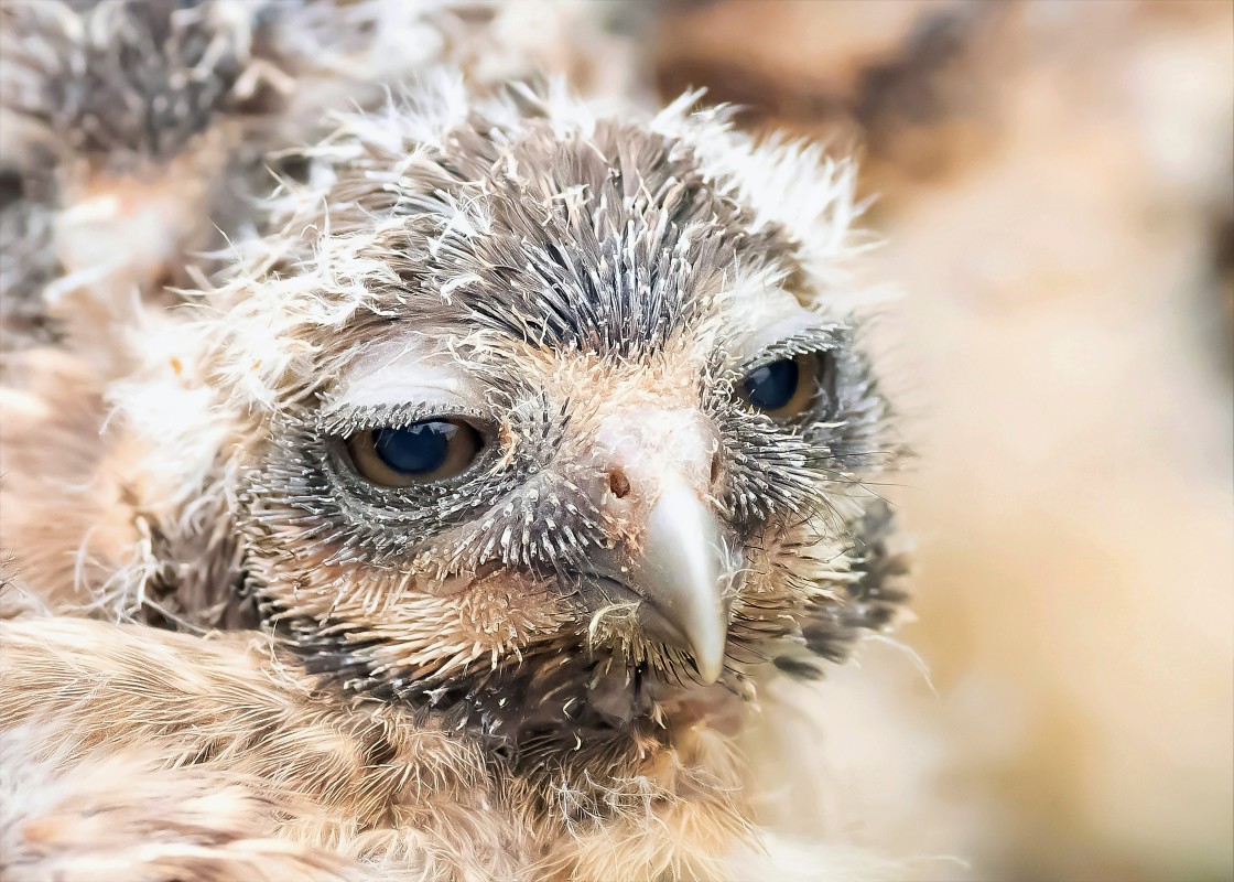 "Sweet Owlet" stock image