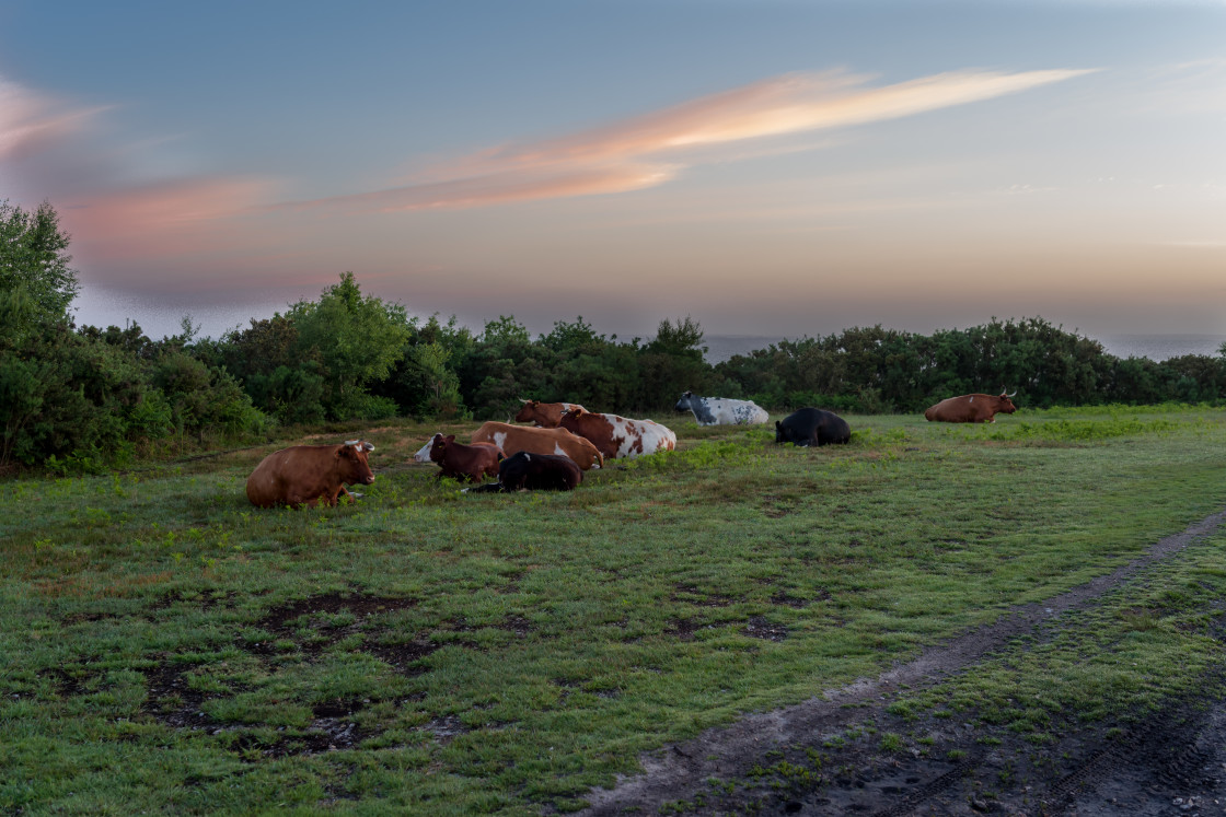 "Sleeping Cattle" stock image