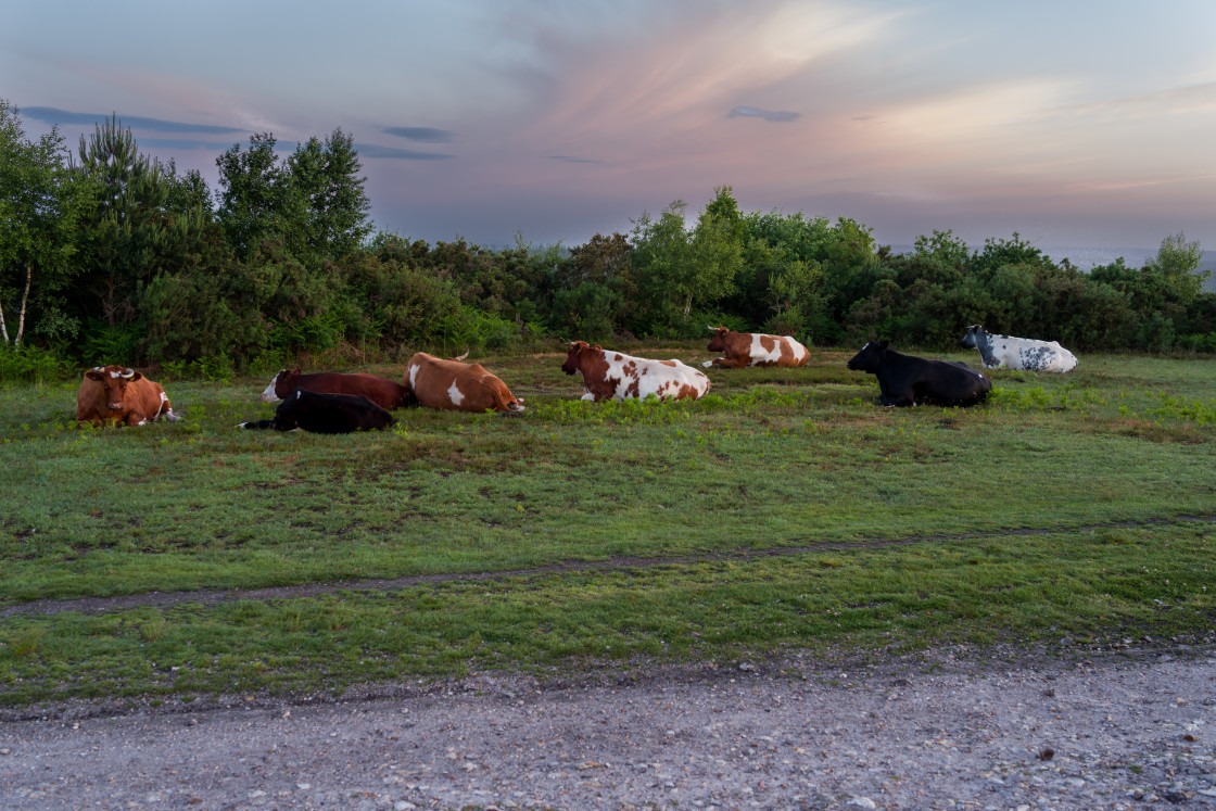 "Sleepy Cows" stock image