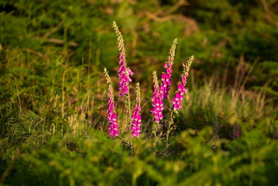 "Foxglove" stock image