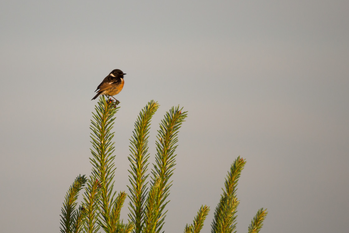 "Stonechat" stock image