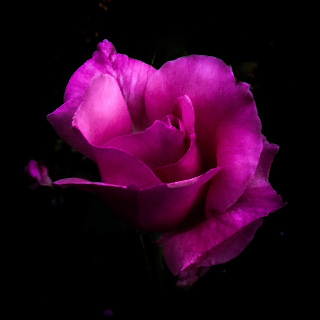 "Black Velvet Rose" stock image