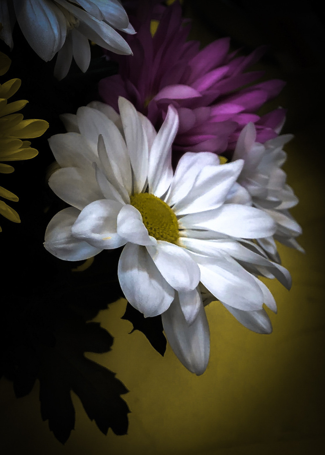 "Shadow daisy" stock image