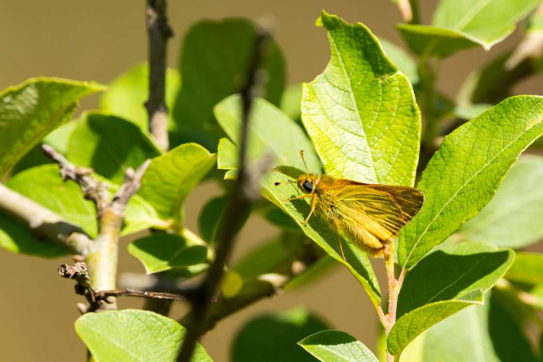 "Large Skipper" stock image