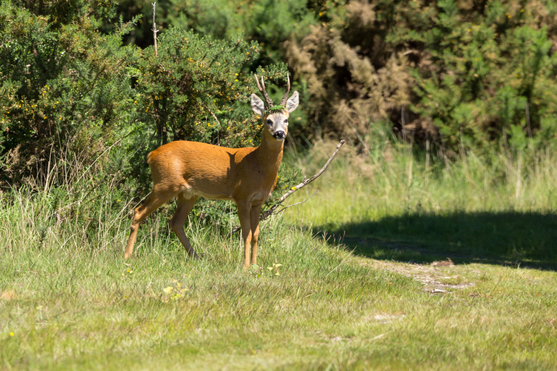 "Roebuck" by Gordon England - $12.56 "Roebuck" stock image