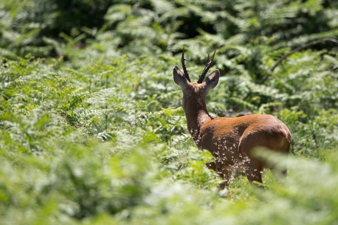 "Roebuck" by Gordon England - $12.56 "Roebuck" stock image