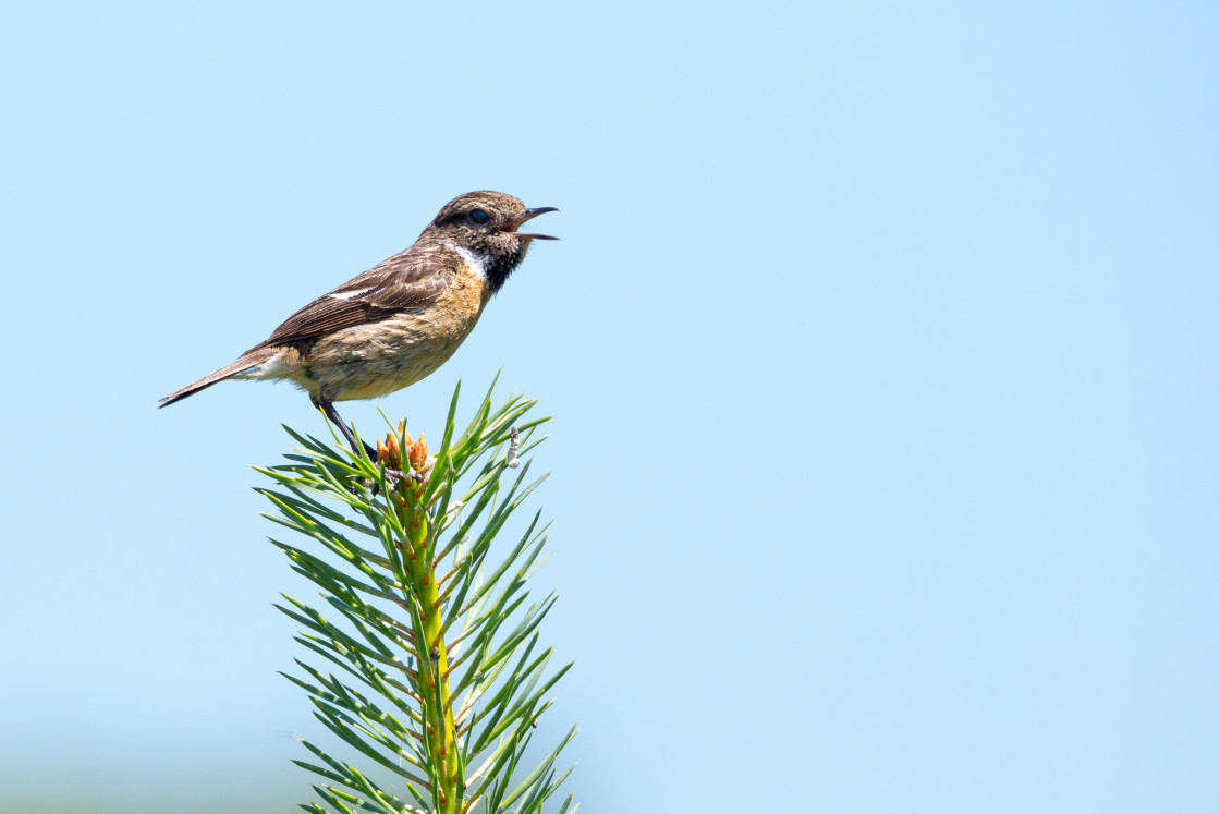 "Stonechat Singing" by Gordon England - $12.63 "Stonechat Singing" stock image