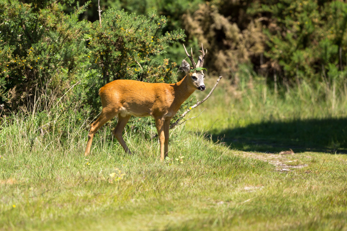"Roebuck" by Gordon England - $12.56 "Roebuck" stock image
