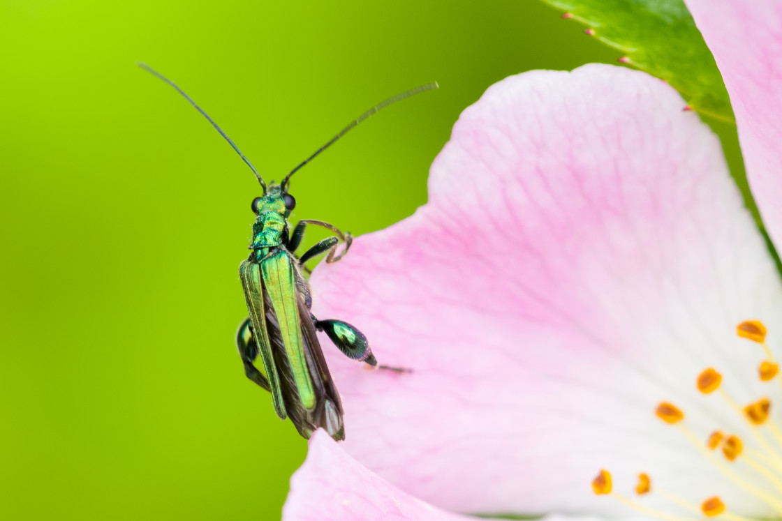 "Thick-legged Flower Beetle on Rose" stock image