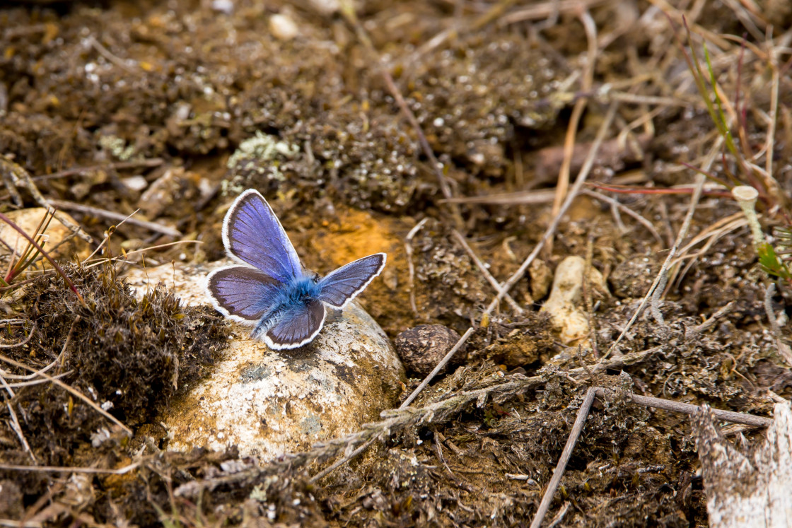 "Silver-studded Blue" by Gordon England - $12.55 "Silver-studded Blue" stock image