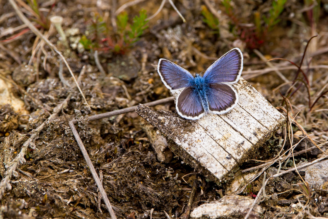 "Silver-studded Blue" by Gordon England - $12.56 "Silver-studded Blue" stock image
