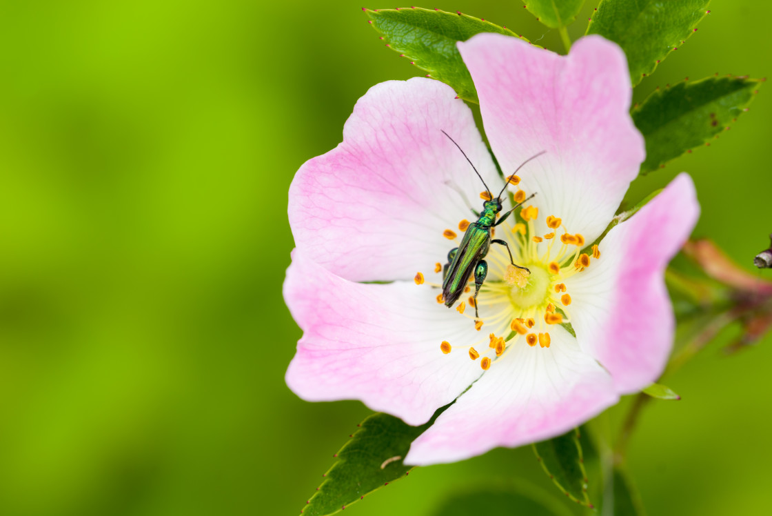 "Thick-legged Flower Beetle on Flower" by Gordon England - $12.55 "Thick-legged Flower Beetle on Flower" stock image