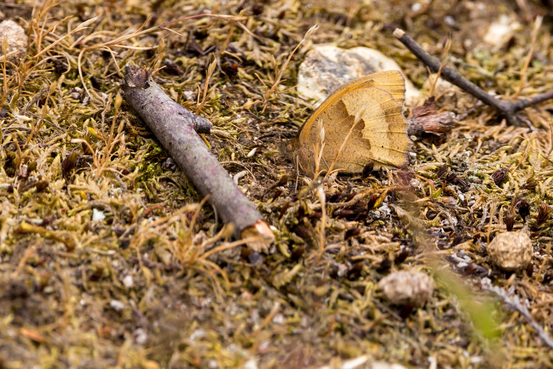 "Meadow Brown" stock image