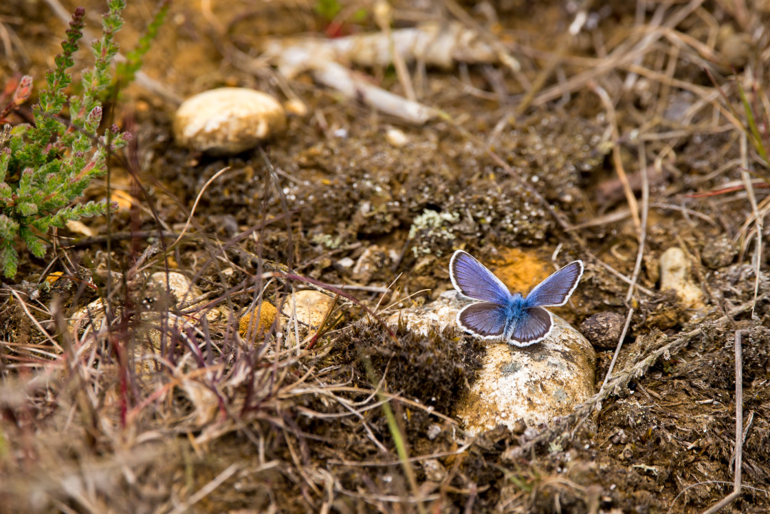 "Silver-studded Blue" by Gordon England - $12.55 "Silver-studded Blue" stock image