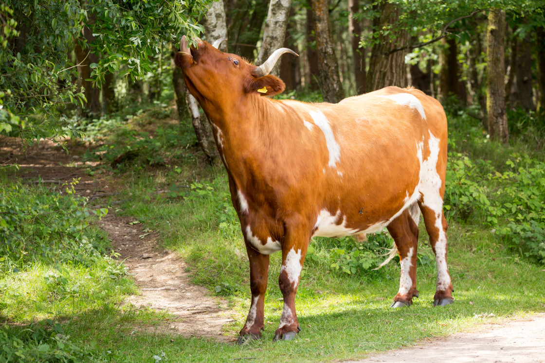 "Cow Grazing" stock image