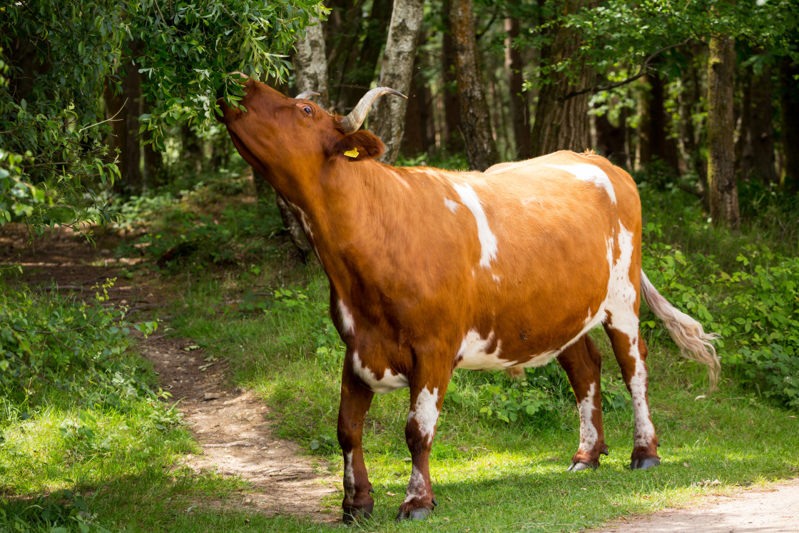 "Cow Grazing" stock image