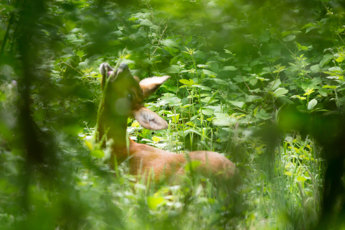 "Roe Deer Doe Grazing" by Gordon England - $12.56 "Roe Deer Doe Grazing" stock image