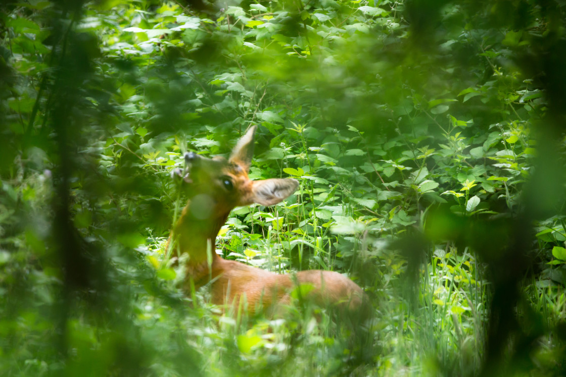 "Roe Deer Doe Grazing" by Gordon England - $12.56 "Roe Deer Doe Grazing" stock image