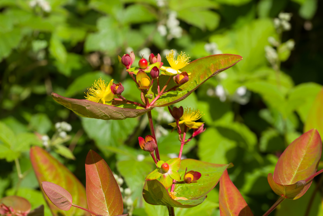 "Tutsan St John's Wort" by Gordon England - $12.71 "Tutsan St John's Wort" stock image