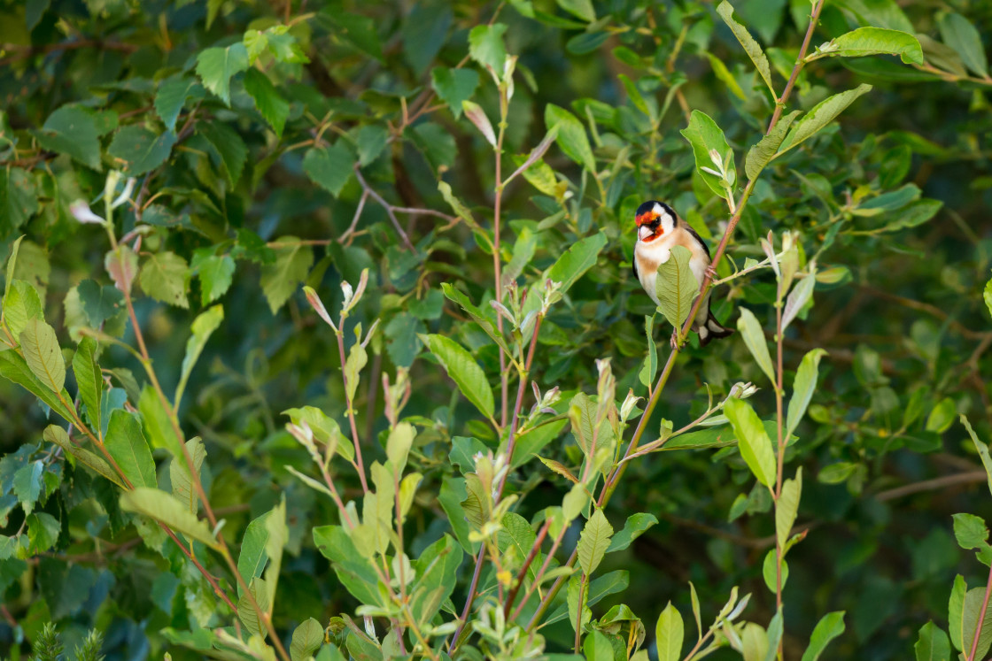 "Goldfinch" stock image