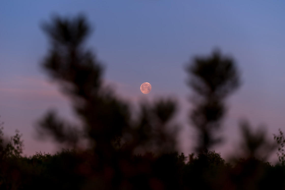 "Dawn Moon" stock image