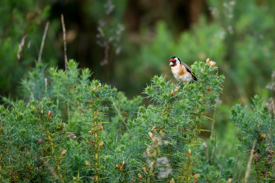 "Goldfinch" by Gordon England - $12.55 "Goldfinch" stock image