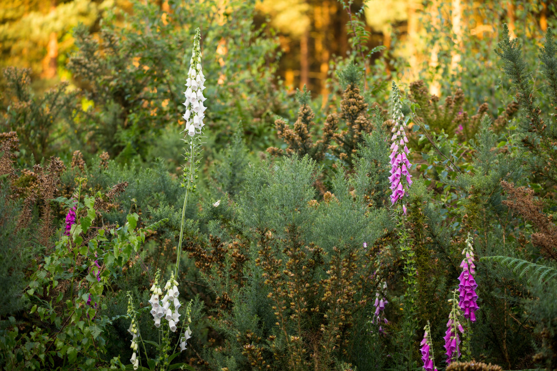 "Foxglove" stock image