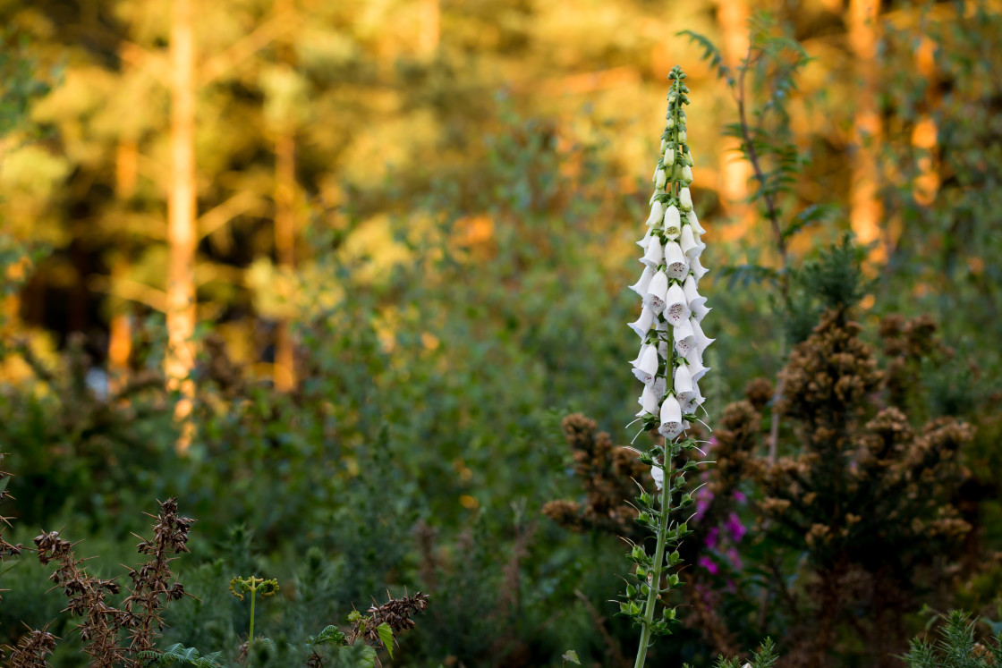 "White Foxglove" stock image