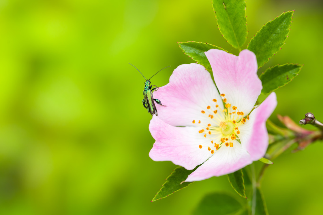 "Thick-legged Flower Beetle on Rose" stock image