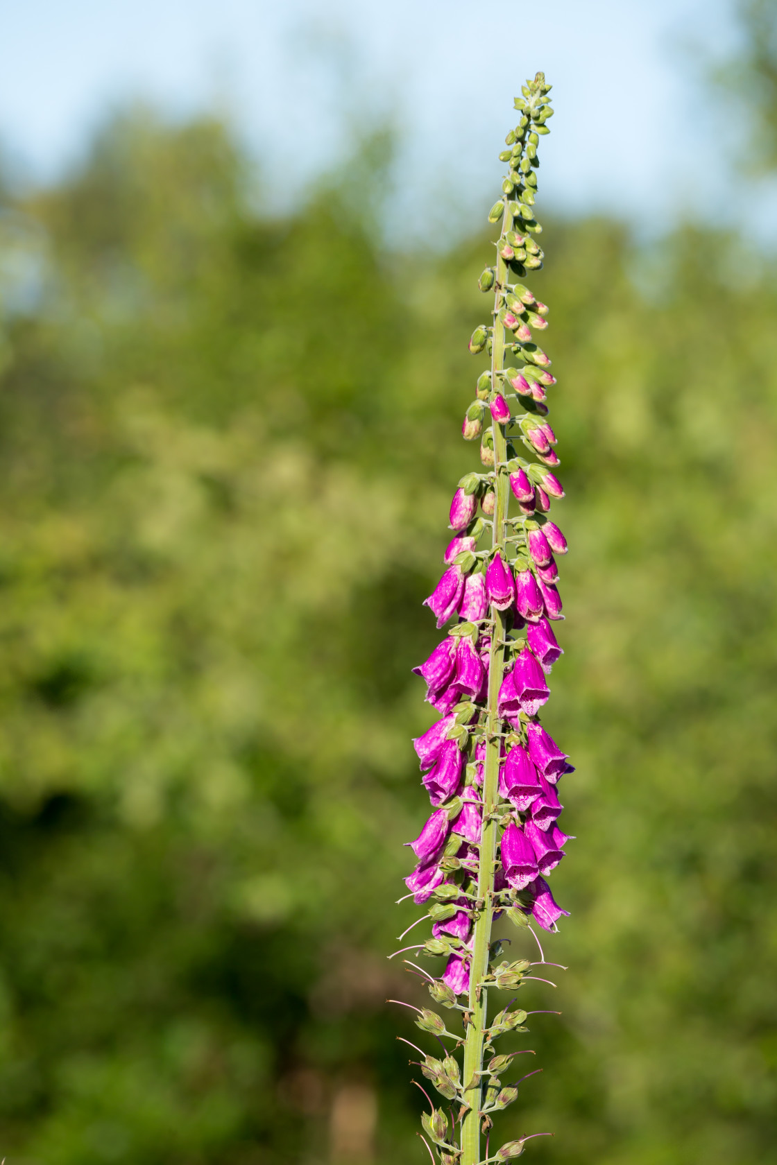 "Foxglove" stock image