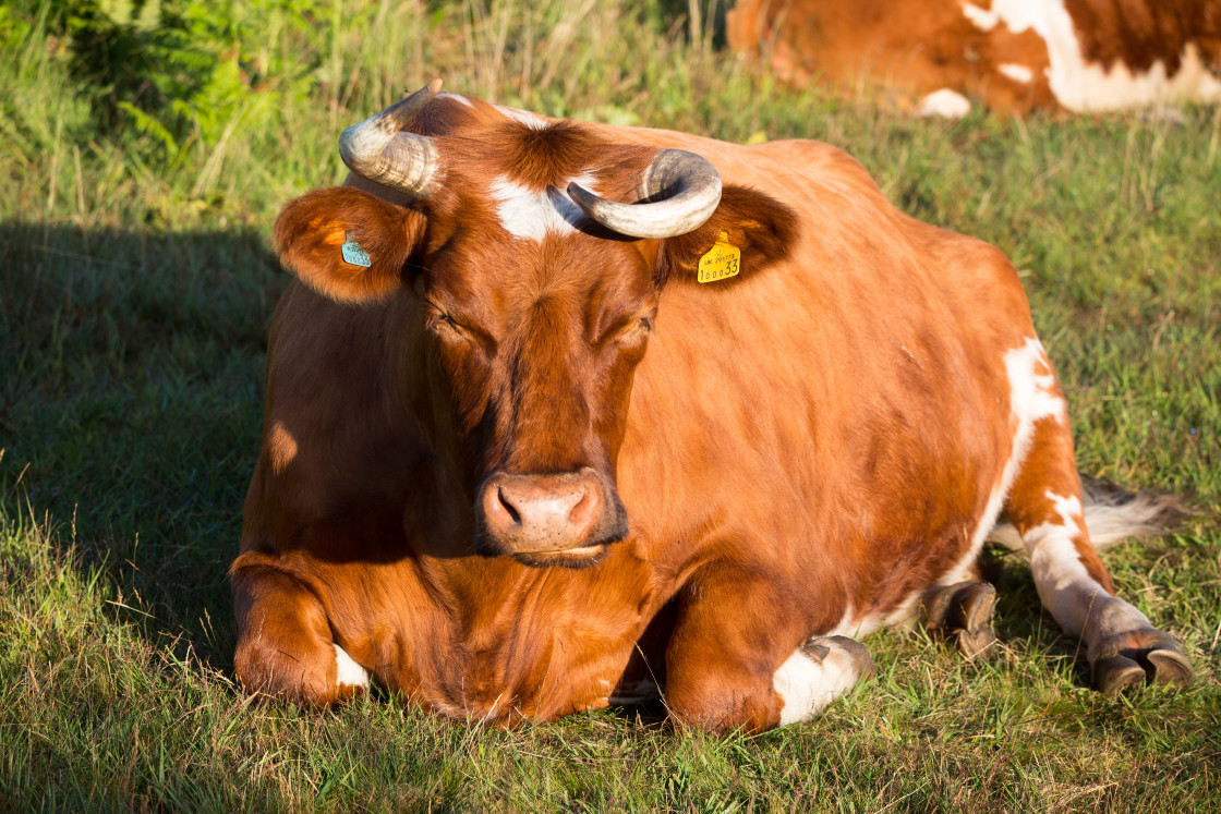 "Wonky the Cow" by Gordon England - $12.55 "Wonky the Cow" stock image