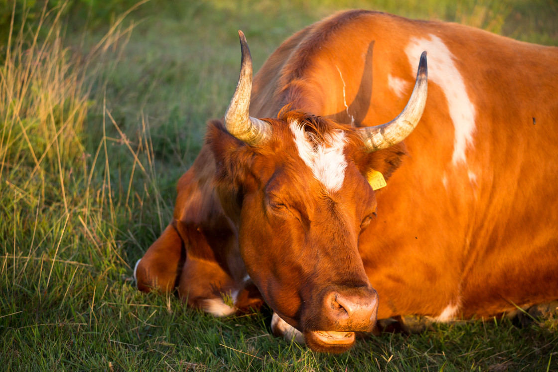 "Cow Resting" stock image