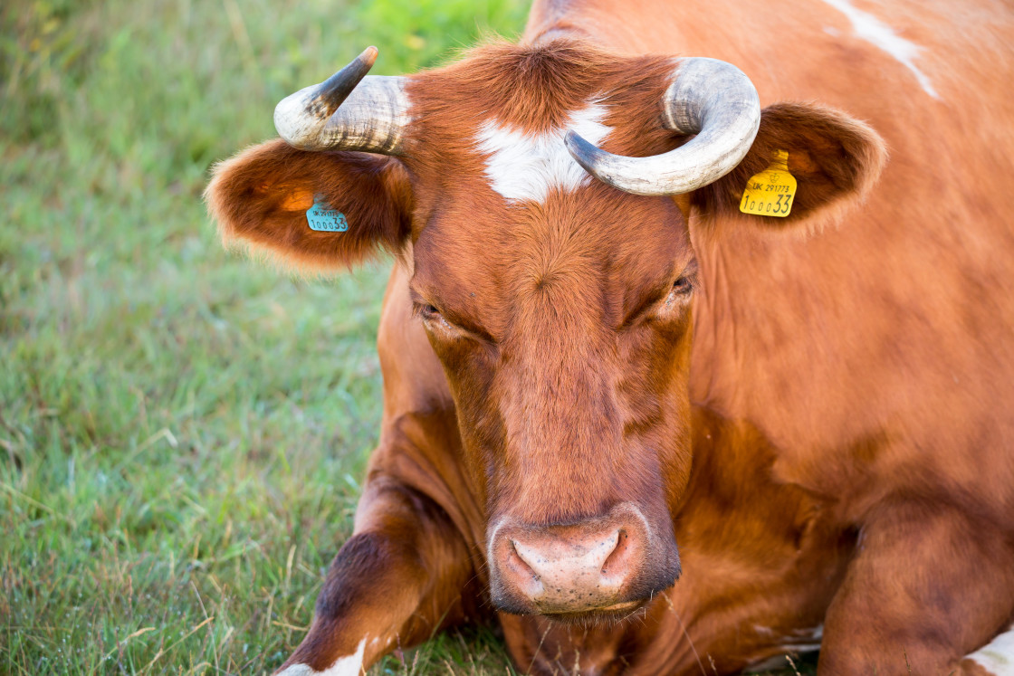 "Wonky the Cow" stock image