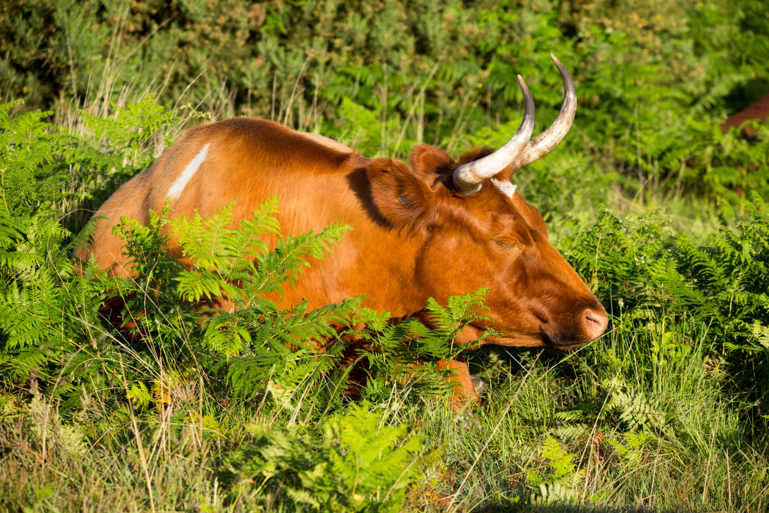 "Sleepy Cow" stock image