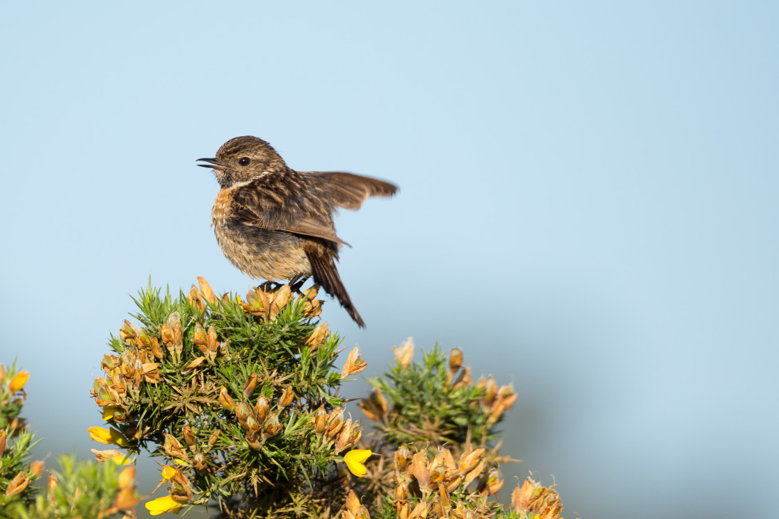 "It's Over There!" by Gordon England - $12.63 "It's Over There!" stock image