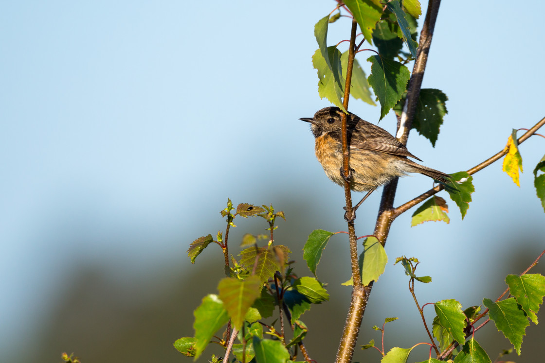 "Female Stonechat" stock image