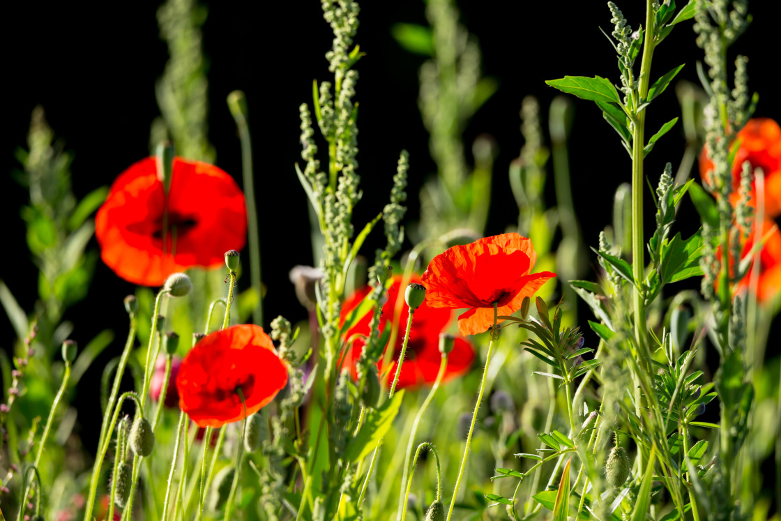 "Red Poppies" stock image