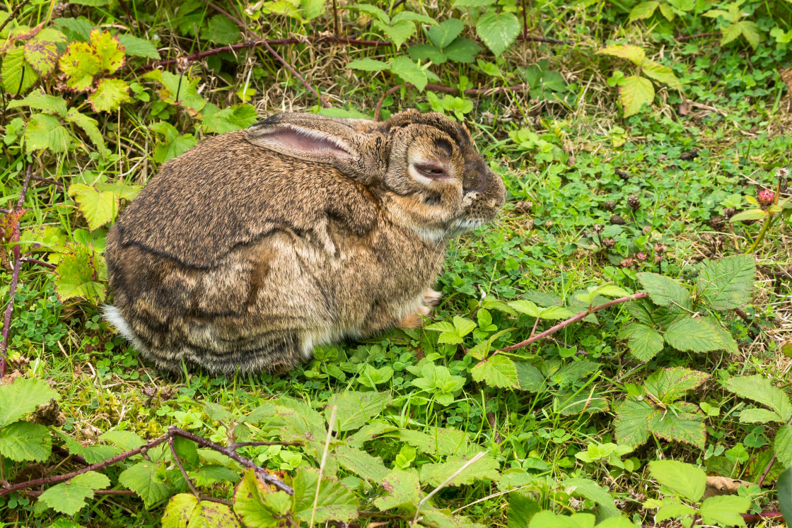 "Unwell Rabbit" by Gordon England - $12.55 "Unwell Rabbit" stock image