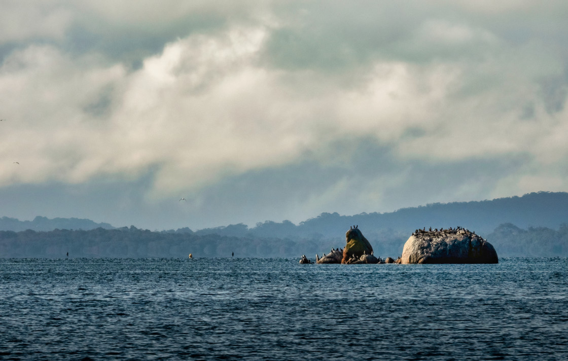 "Bird Covered Estuary Rock" stock image