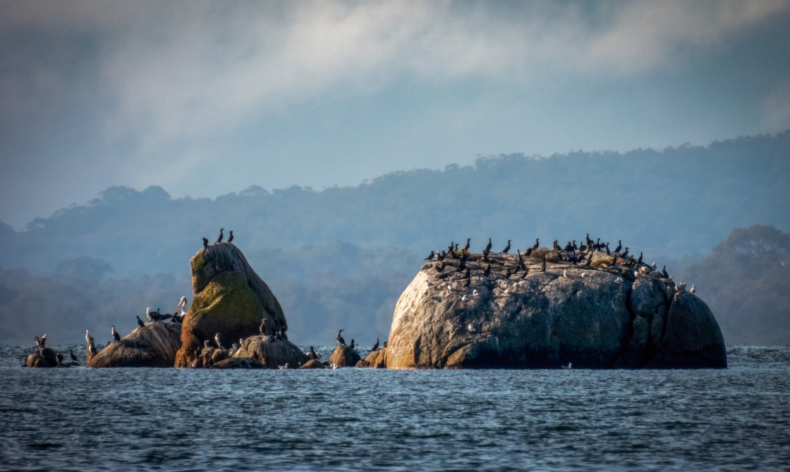 "Shag Covered Rock, Wilson's Inlet" stock image